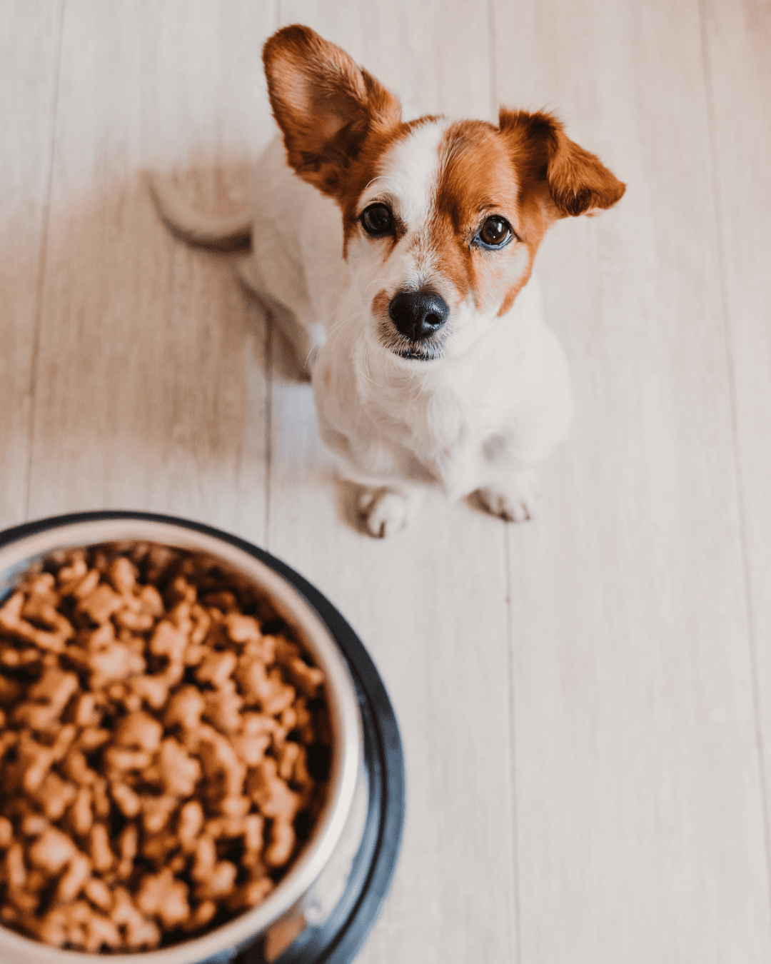 Dog Dry Food