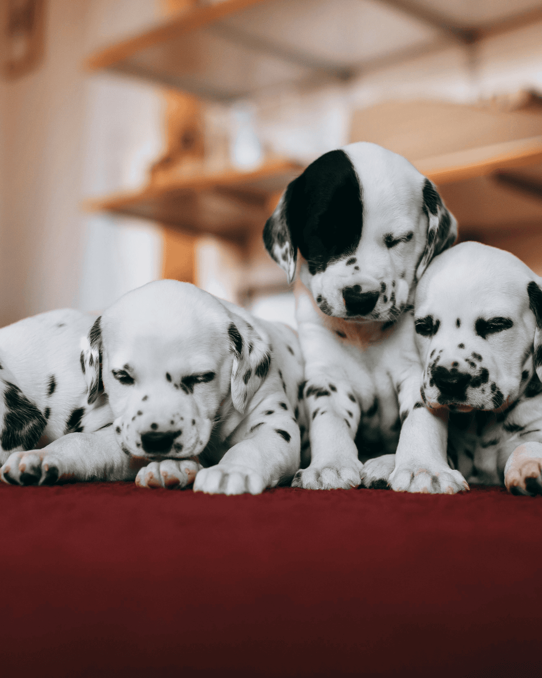 Puppy Food