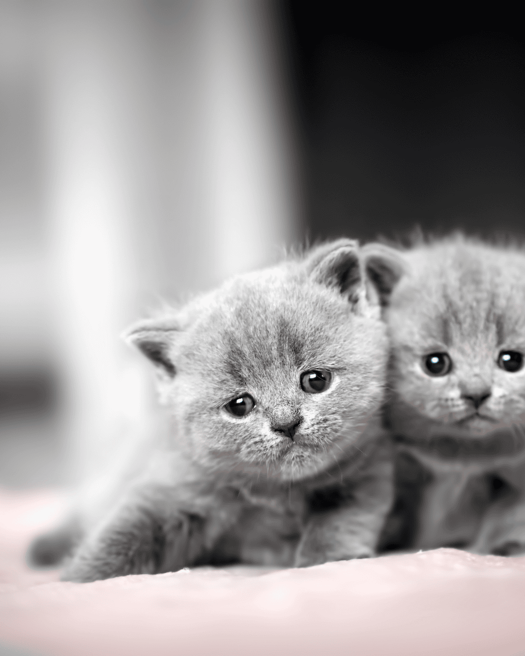 Kitten Food Kitten Food