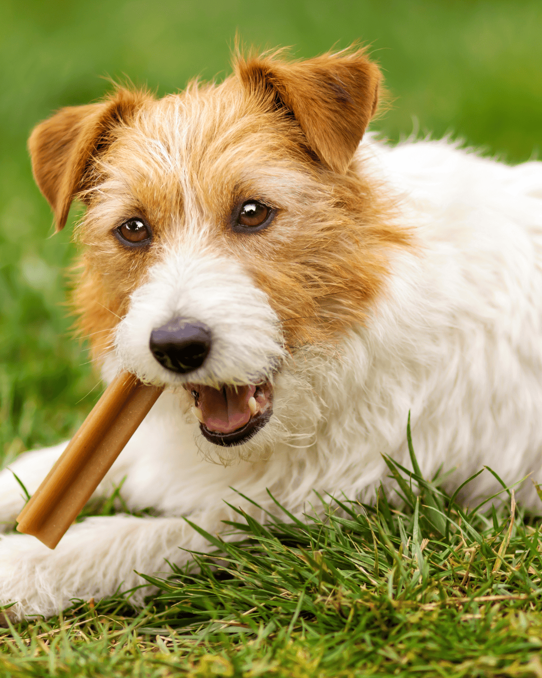 Dog Chews