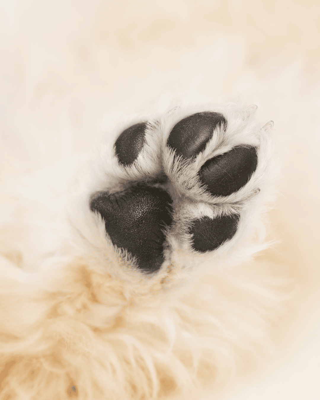 Paw Butter