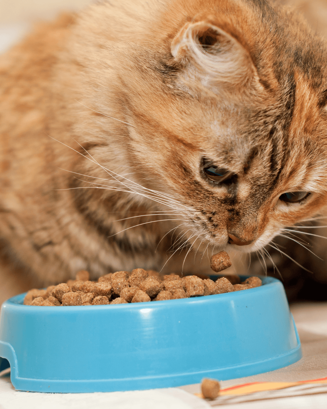 Cat Dry Food