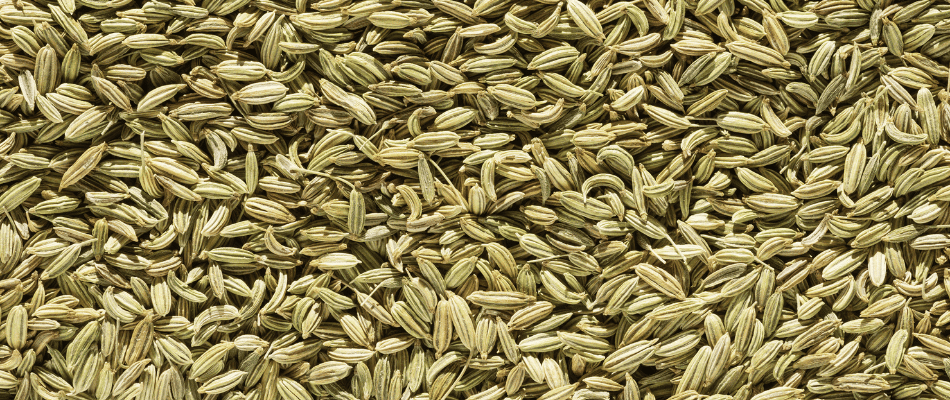 Find best quality Saunf (Fennel Seds) at good discounts at srklee.com Find best quality Saunf (Fennel Seds) at good discounts at srklee.com
