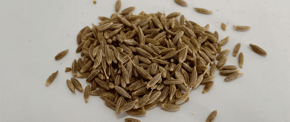 Get Best Quality Black Cumin Seeds only at srklee.com Get Best Quality Black Cumin Seeds only at srklee.com