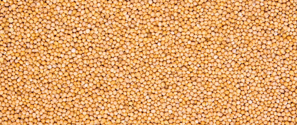 Best Quality Peeli Rai (Yellow Mustard) at low cost only ay srklee.com Best Quality Peeli Rai (Yellow Mustard) at low cost only ay srklee.com