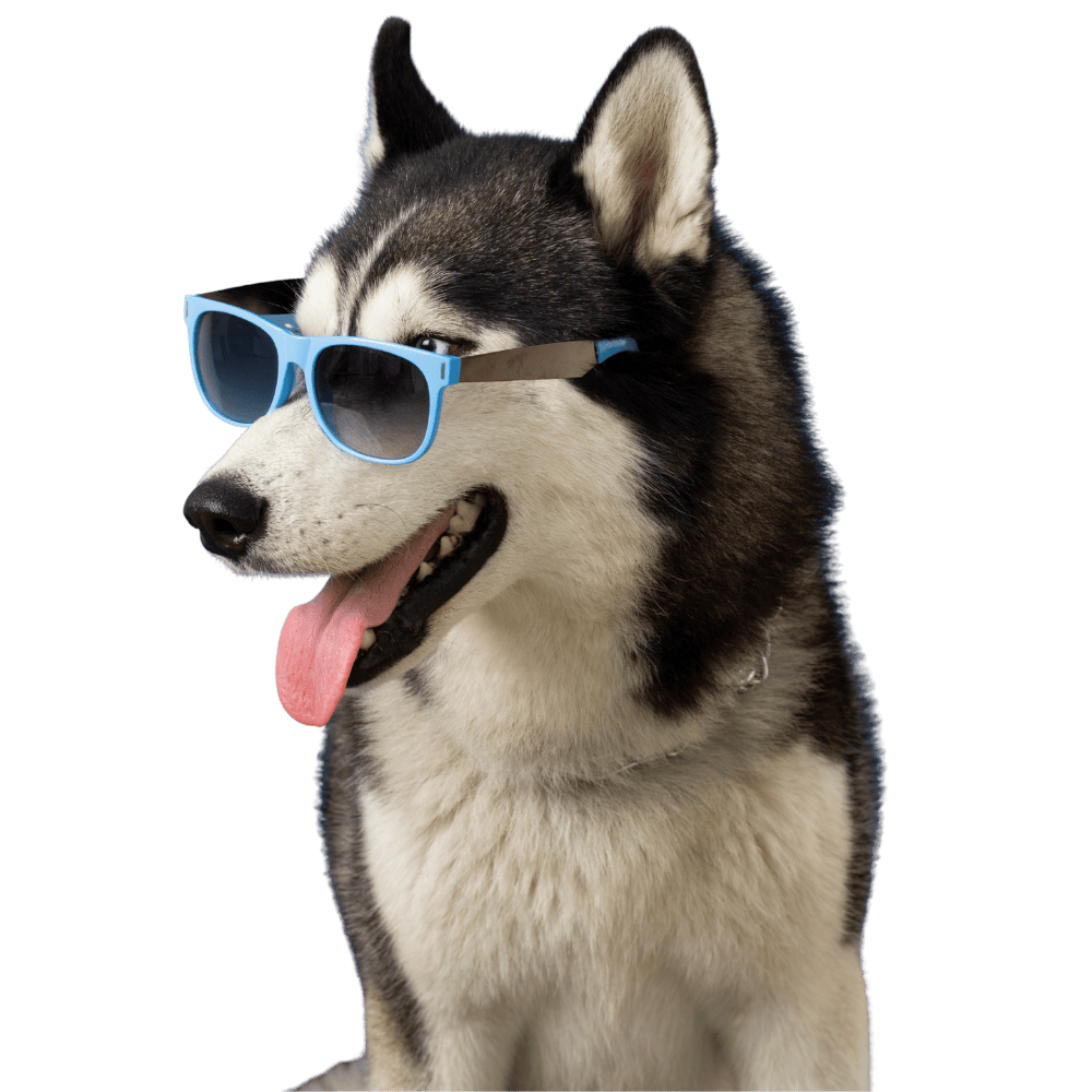 Cool Husky