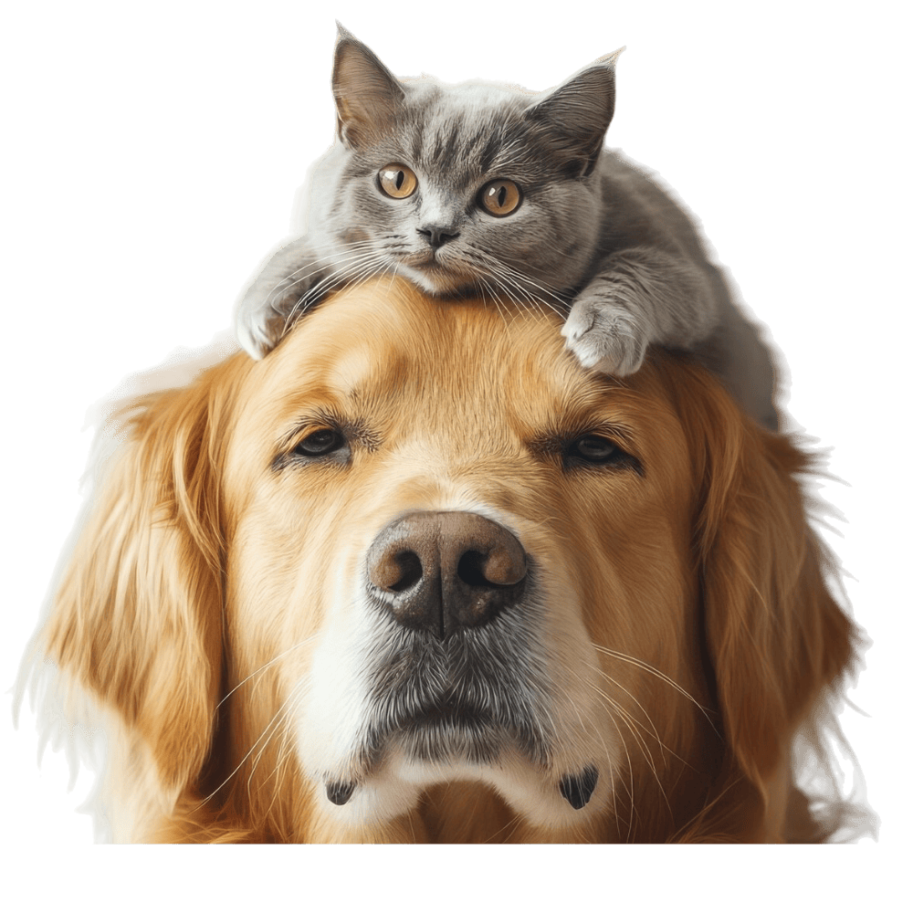 Dog and Cat