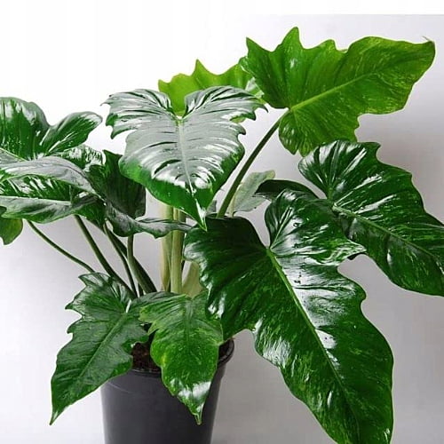Philodendron Lime Fiddle