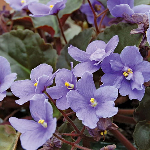 African Violet