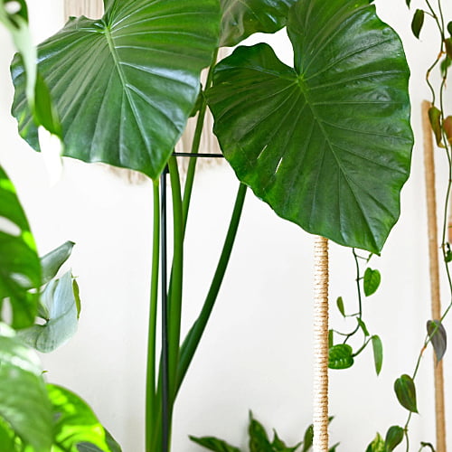 Alocasia