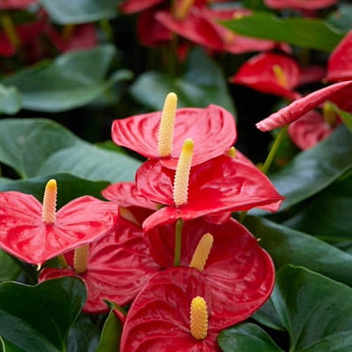 Anthurium