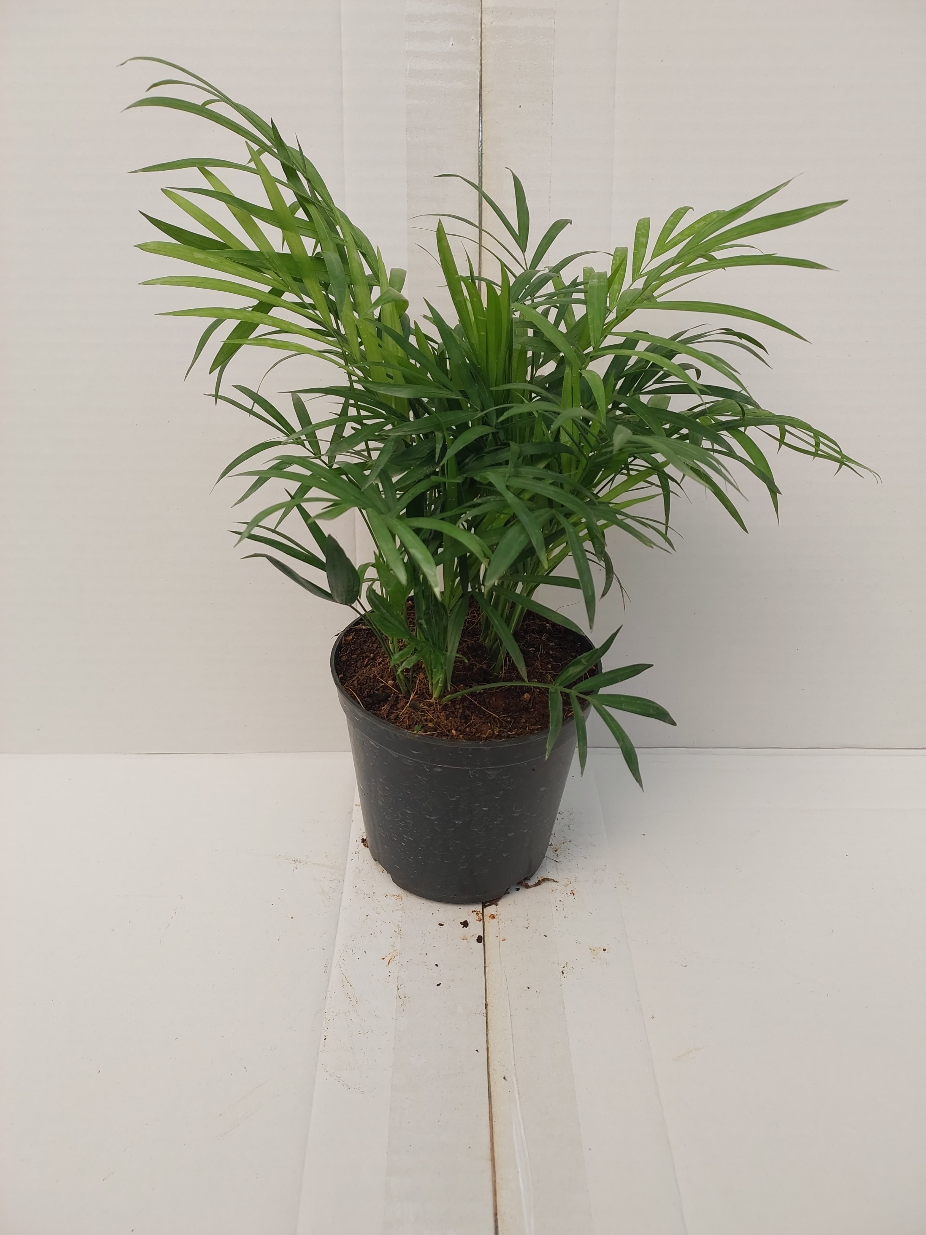 Palms (Ornamental plants)