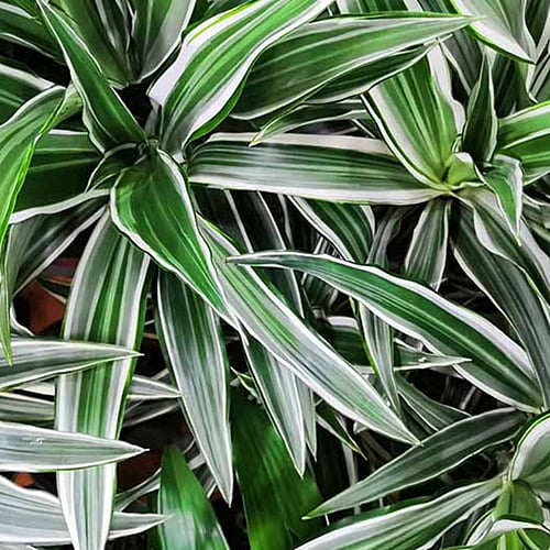 Dracaena