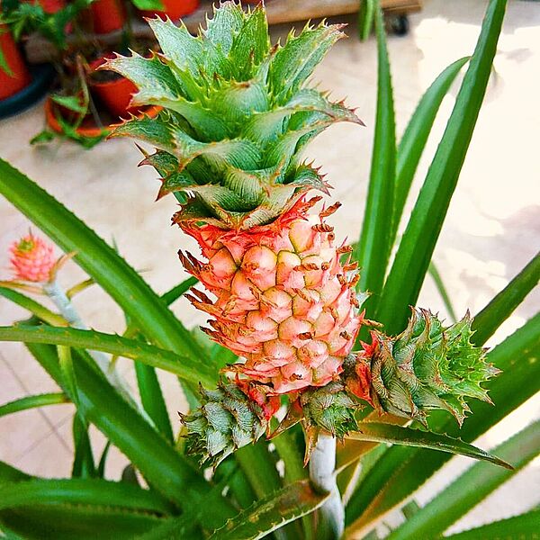 Ornamental-Pineapple