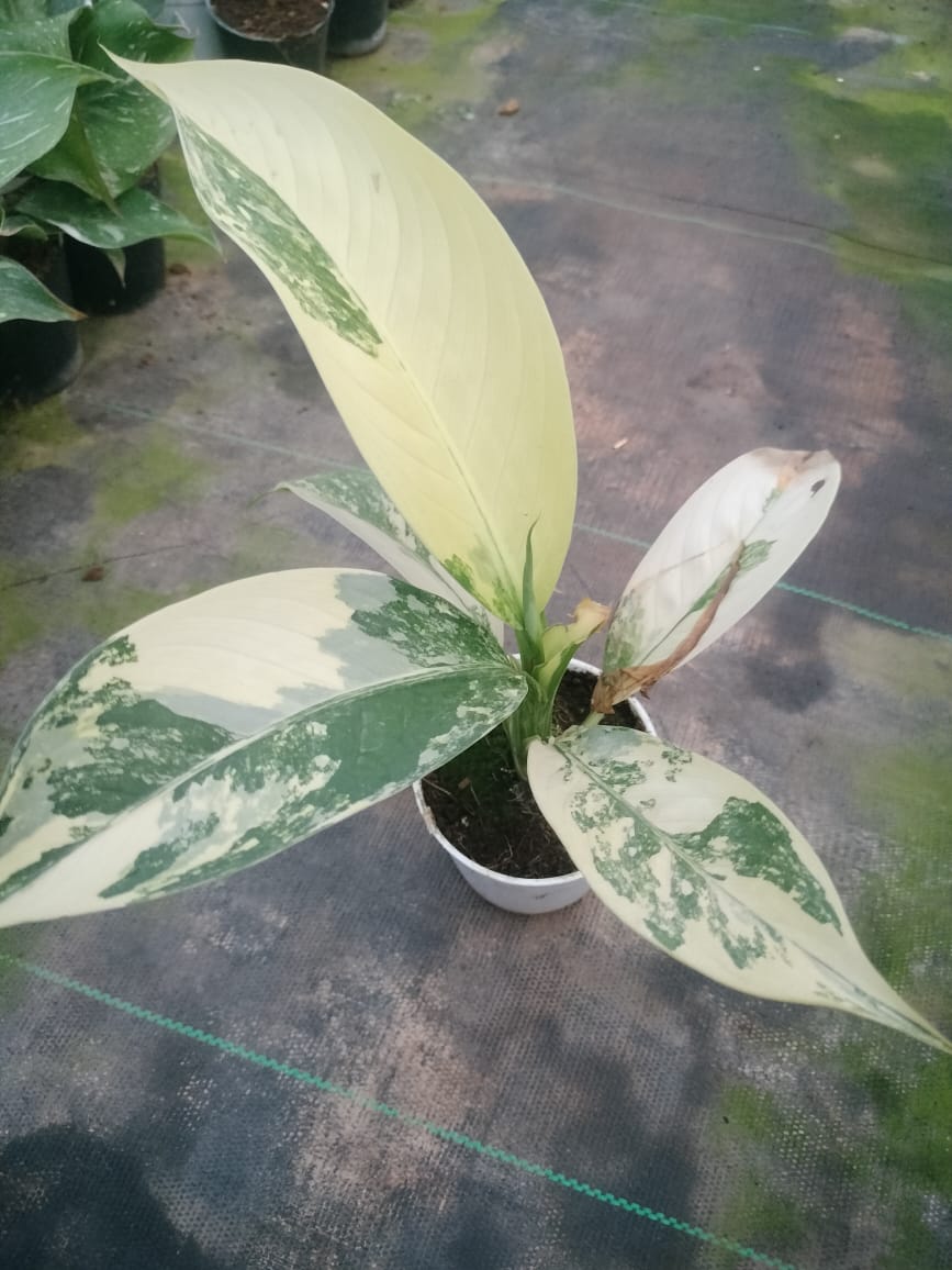 Pictum Tricolor Variegated