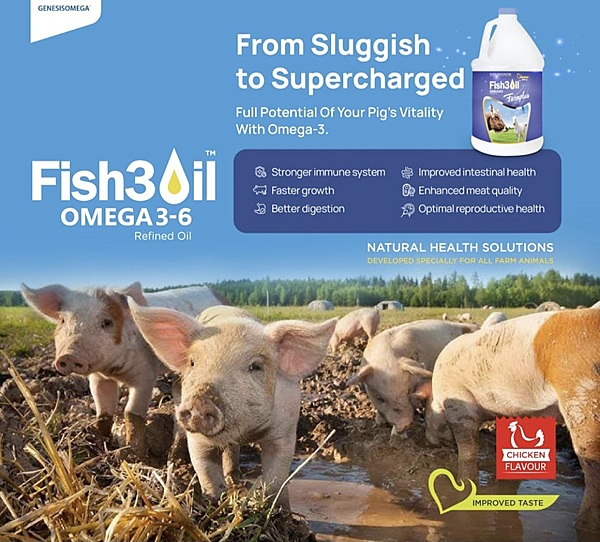 Swine feed supplement with marine protein for better FCR and immunity