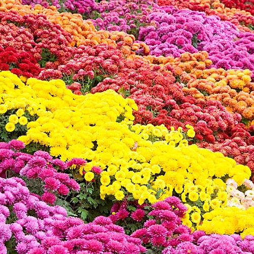 Chrysanthemums