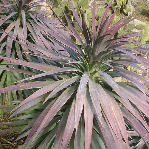 Yucca