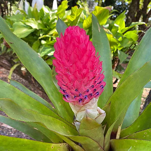 Bromeliad