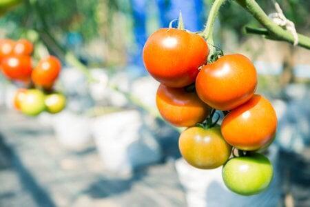 Growth Promoter Growth Promoter