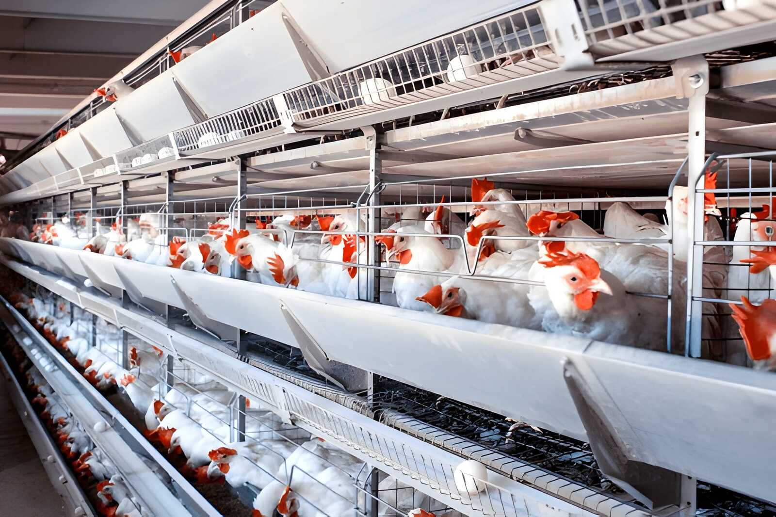 Layers (Egg Birds) Layers (Egg Birds)