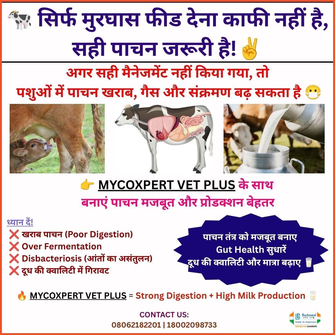 Mycoxpert Vet Plus – Natural Digestive Support for Livestock