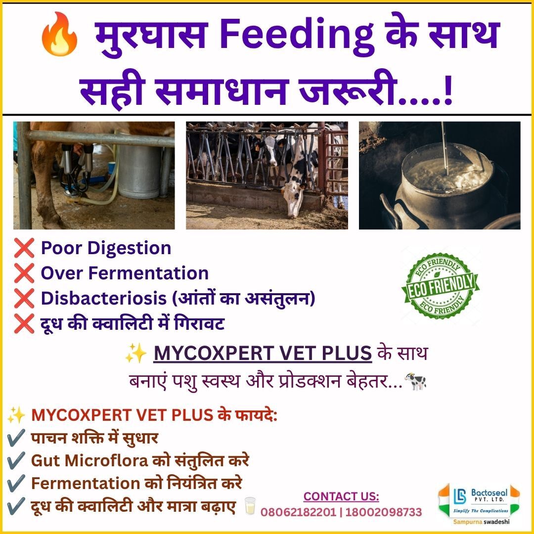 Mycoxpert Vet Plus – Better Digestion, Better Production
