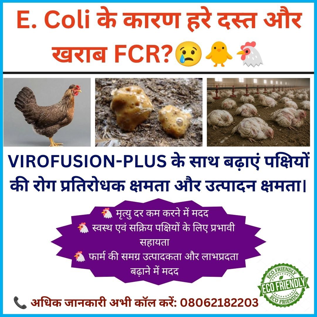 Virofusion-Plus – Control E. Coli, Loose Droppings & Poor FCR