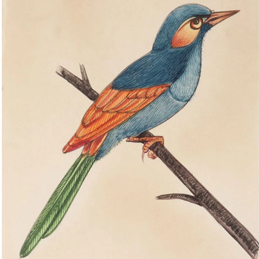Bird Paintings