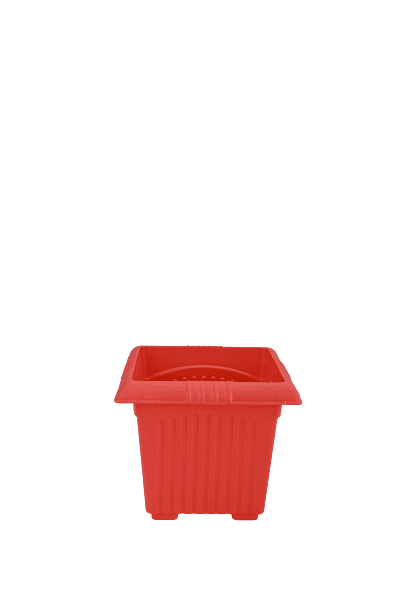 Planter Basant 10