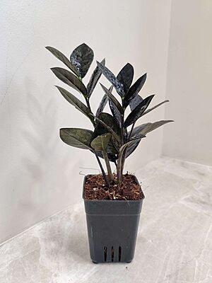 Zamia Culacus Raven (Black Zamia) 8.5cm Pot