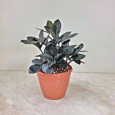 Zamia Culacus Raven (Black Zamia) 8.5cm Pot