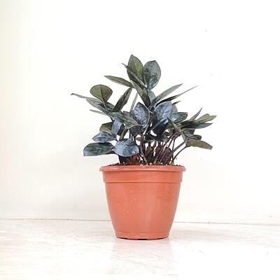 Zamia Culacus Raven (Black Zamia) 8.5cm Pot