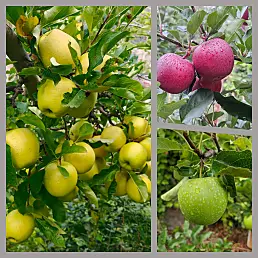 Kinnaur Fresh Apples
