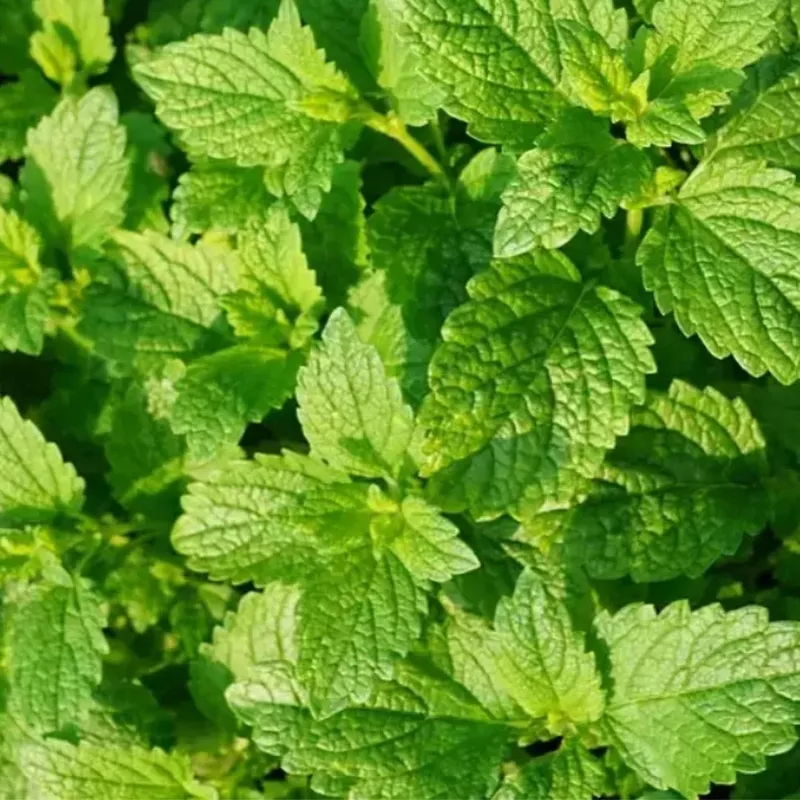 IFF TRUSIL – Peppermint Special – 030130