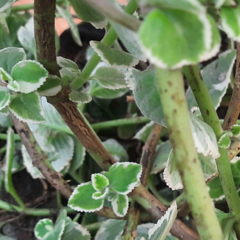 Cuban oregano or Mexican mint or Spanish thyme Plant cutting (మెక్సికన్ వాము ) (1 cut, 2cuts)