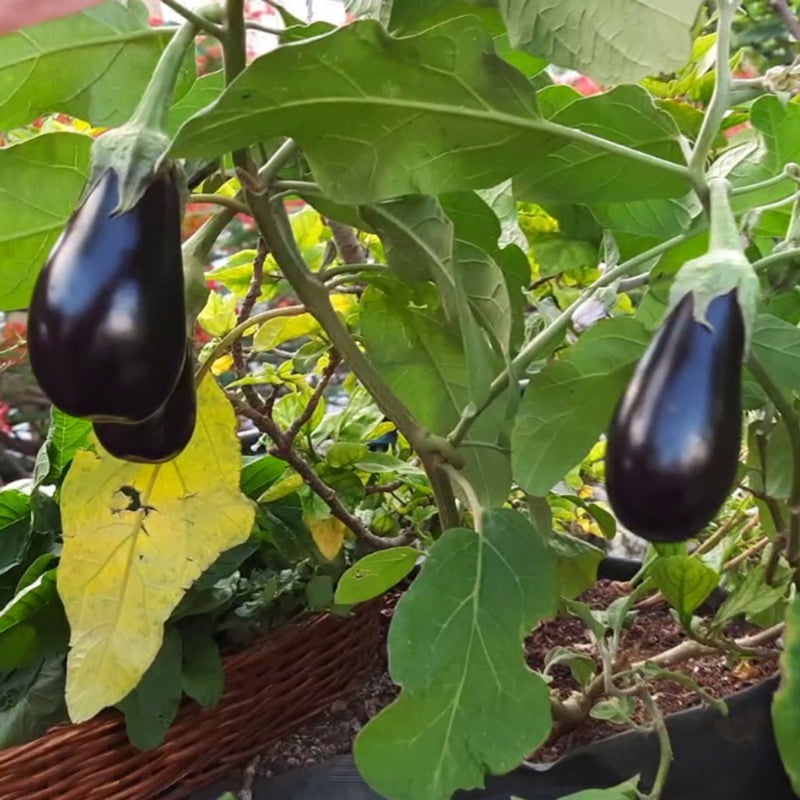 Brinjal Blue Round 15-20 seeds