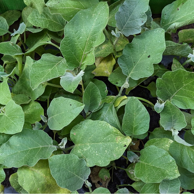 5nos Thorn Brinjal seedlings (Mulla Vankaya) - ముళ్ల వంకాయ మొక్కలు
