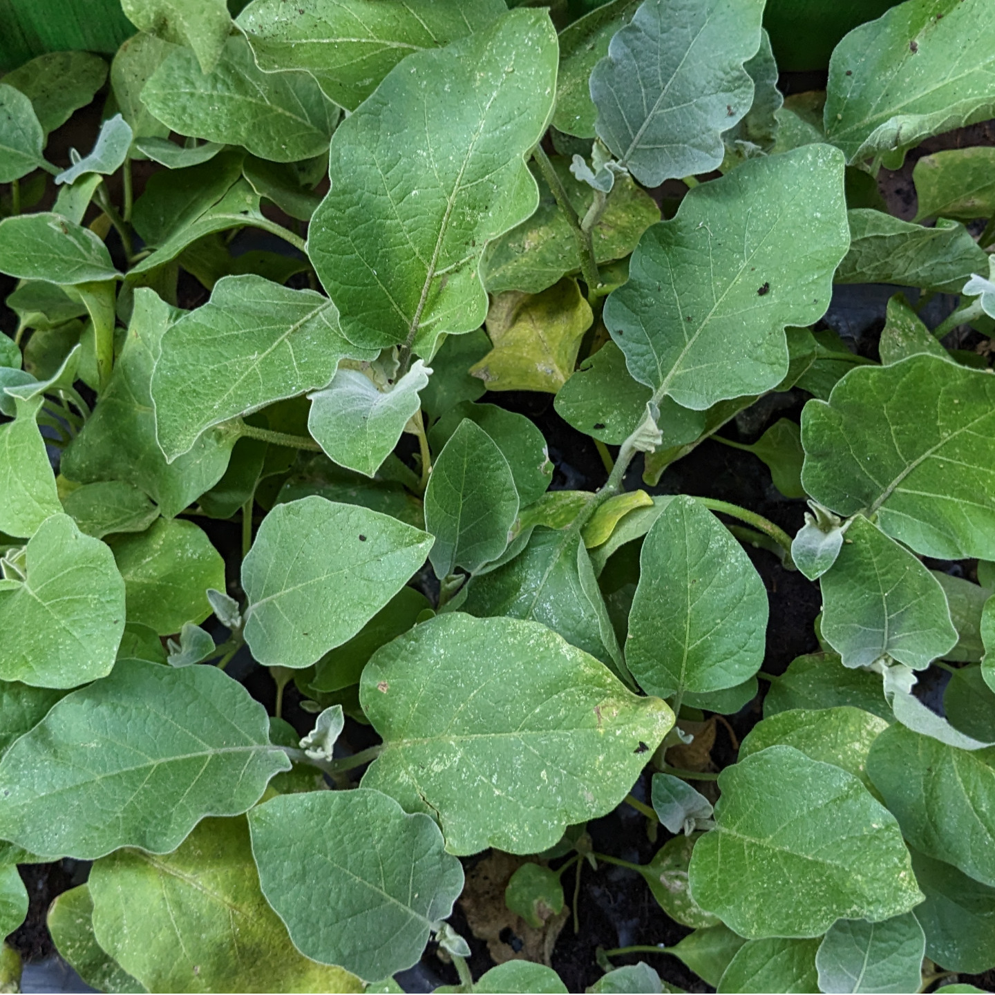5nos Thorn Brinjal seedlings (Mulla Vankaya) - ముళ్ల వంకాయ మొక్కలు