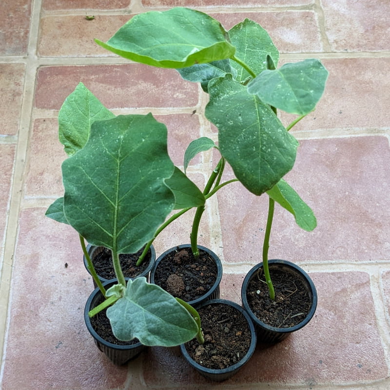 white Round Brinjal Seedlings 5 Nos