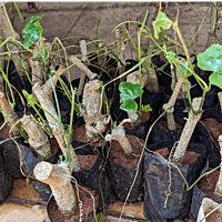 దొండ మొక్కలు Donda Plant Ivy Gourd