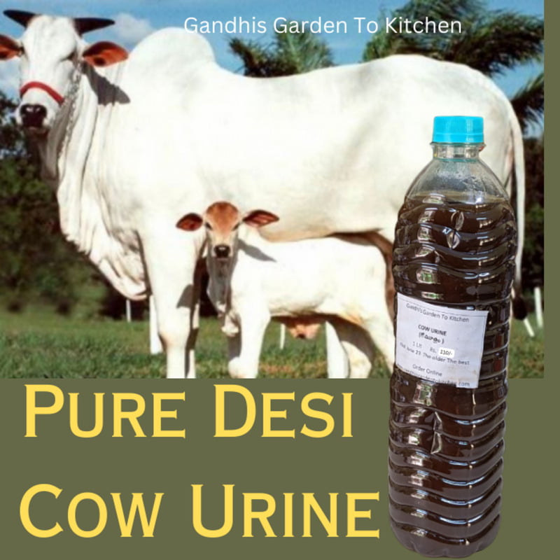 1000ml Pure and desi cow urine | Gomutra