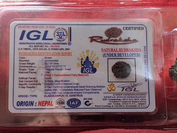 1 Mukhi Rudraksha ( Nepali)