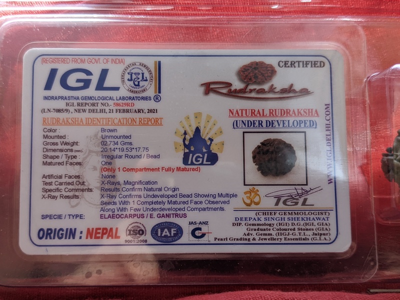 1 Mukhi Rudraksha ( Nepali)