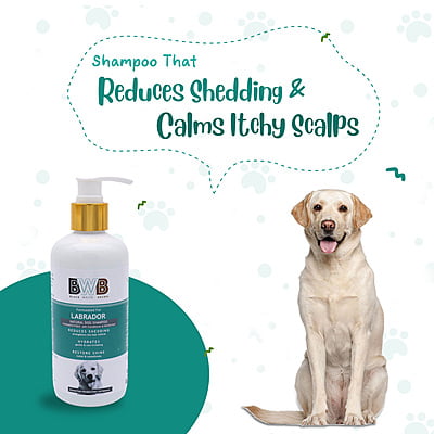 BWB LABRADOR SHAMPOO