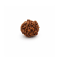 5 Mukhi Rudraksha Bead – Natural Sacred Rudraksha for Spiritual & Daily Wear