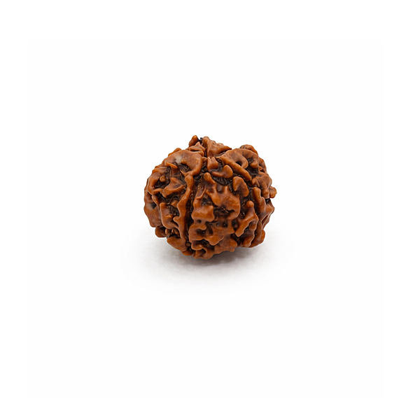 5 Mukhi Rudraksha Bead – Natural Sacred Rudraksha for Spiritual & Daily Wear