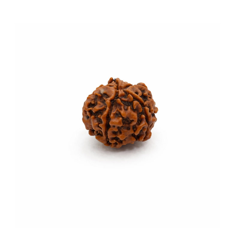 5 Mukhi Rudraksha Bead – Natural Sacred Rudraksha for Spiritual & Daily Wear