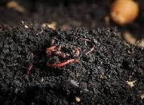 Cowdung VermiCompost