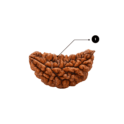 1 Mukhi Kaju Rudraksha – Natural & Certified